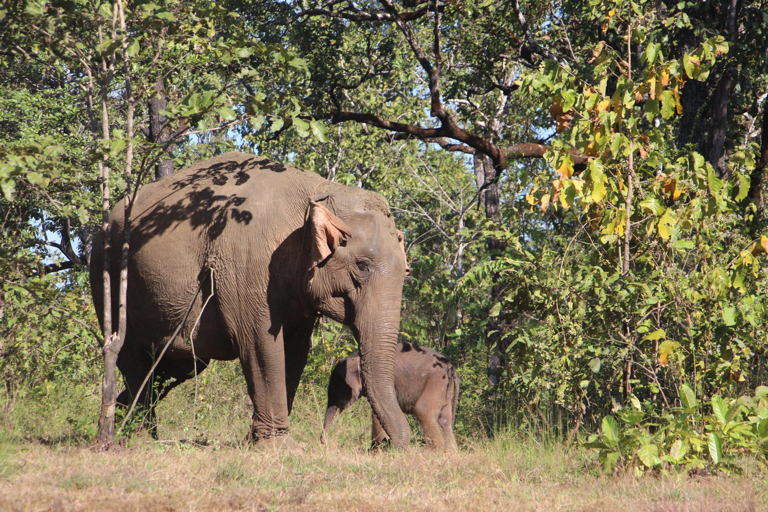 Noëlle dans la forêt de Ratanakiri