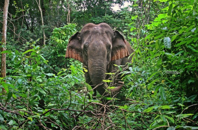 Un Cambodge sans éléphants