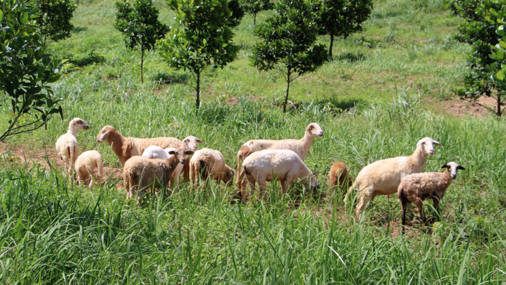 Les moutons de Kep : du pré salé à votre assiette