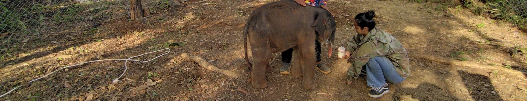 Noëlle, le bébé éléphant d’Aïravata
