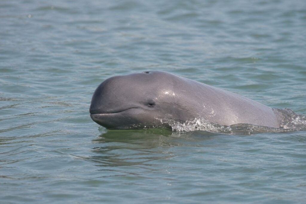 Les dauphins de l&rsquo;Irrawaddy