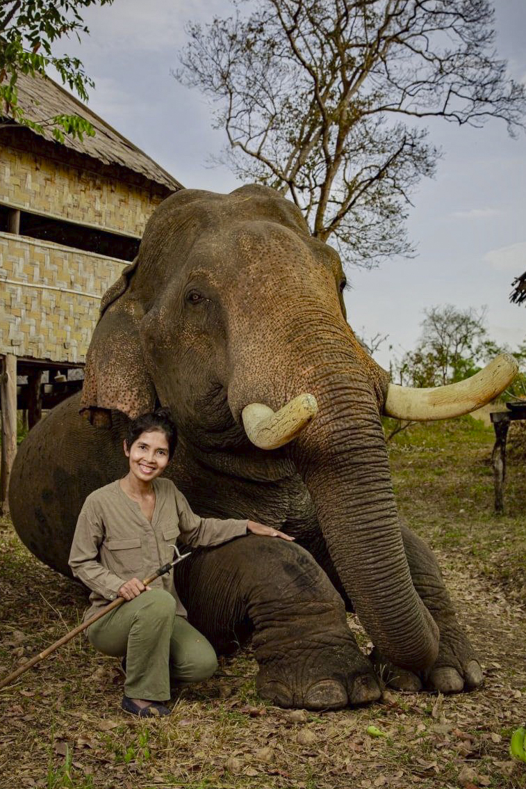 Bokva, le plus grand éléphant domestique mâle du Cambodge