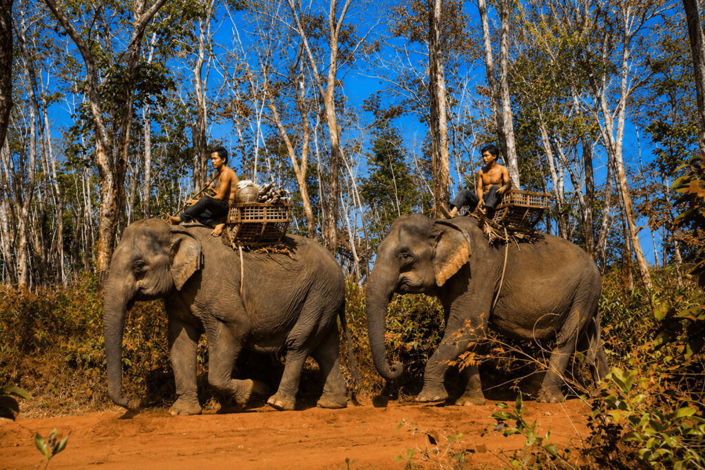 Le dernier combat des éléphants du Cambodge