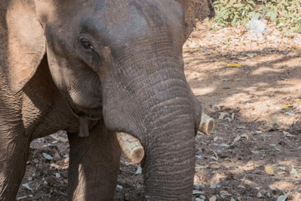 Aïravata : préserver les derniers éléphants du Ratanakiri