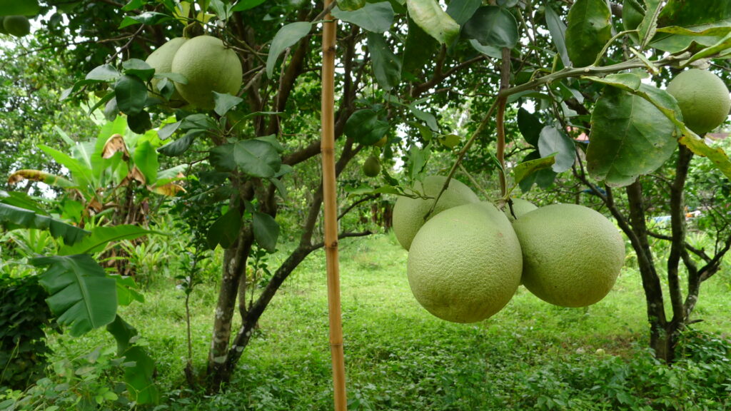 Les pamplemousses de Koh Trong