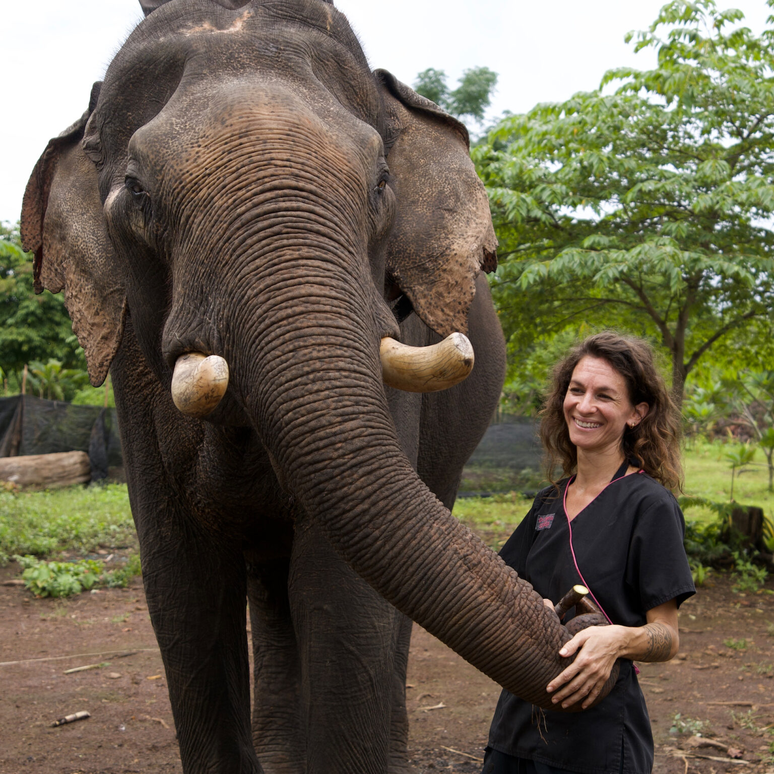 Équipe vétérinaire assurant le suivi médical des éléphants d’Aïravata