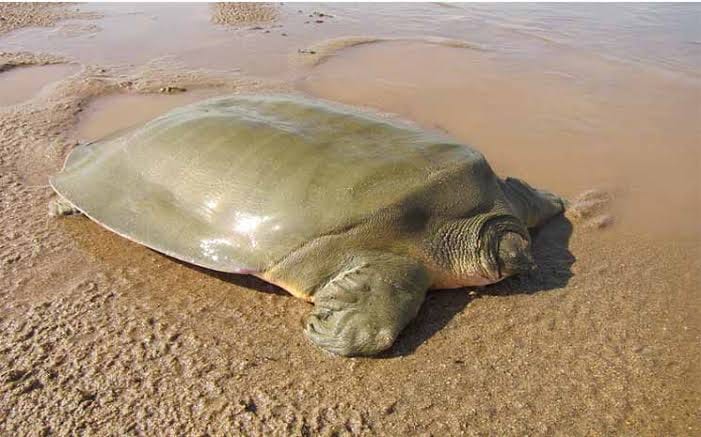 La tortue géante de Cantor